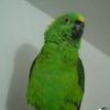 Have You Seen (Or Heard) This Missing Opera-Singing Parrot? 